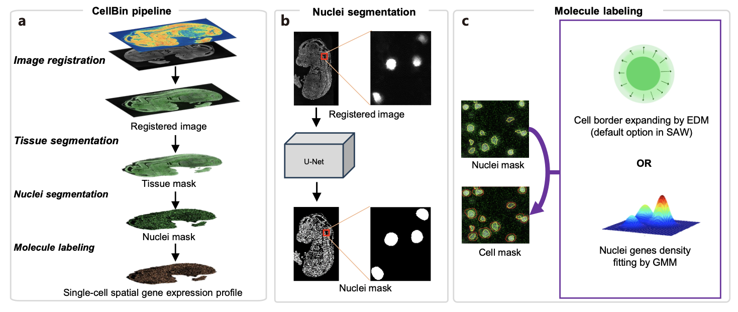 CellBin pipeline and its core algorithms